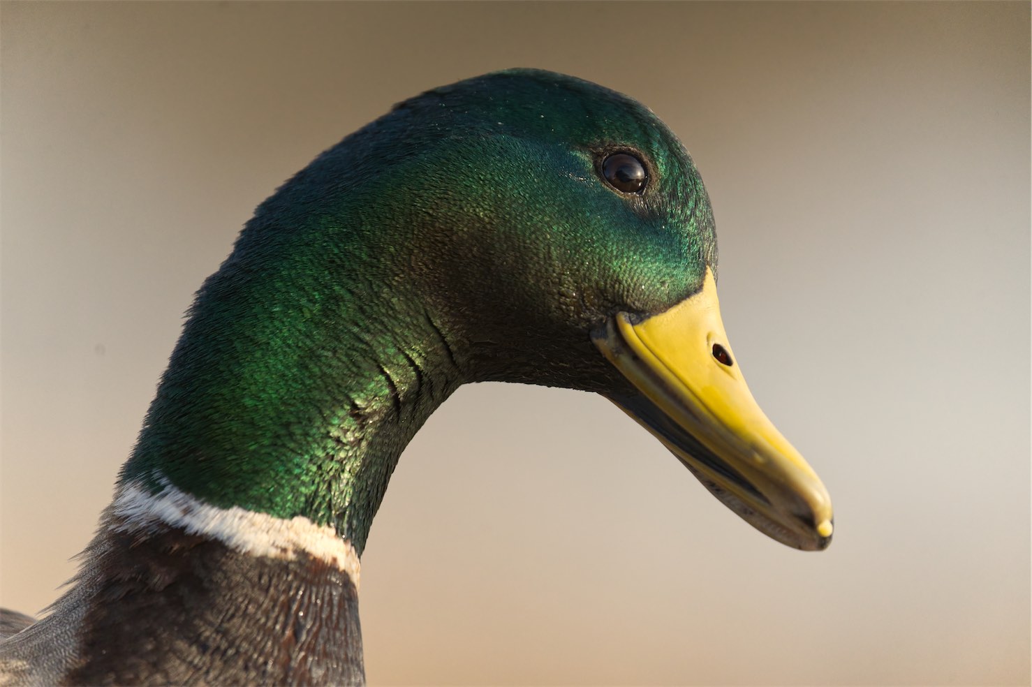 Duck 4 0203